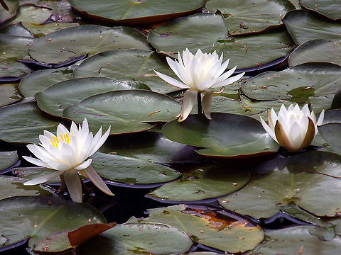 Trilly Cluster of Fragrant White Water Lily that was in a pond at the Jenkins Arboretum & Gardens located in Devon, Pa.. Nymphaea odorata,Water Lily