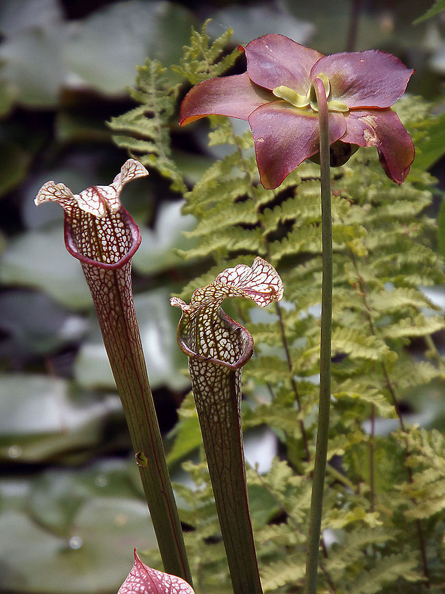 Crimson Pitcherplant  A carnivorous plant bearing nodding, brownish-red flowers and clusters of erect, hollow, pitcher-like leaves; each leaf colored at top with reddish-purple veins on a white background and topped by an erect, roundish, wavy-edged hood.<br />
<br />
Insects and other small organisms are attracted to this plant by the colorful leaf opening and by nectar secreted inside; they fall into the collected water and are then digested by plant enzymes or by bacterial action, thereby providing essential nutrients. Sweet Pitcher-plant (S. rubra), found from North Carolina south to Florida and west to Mississippi, has a slender, erect trumpet, 4-20 inches (10-50 cm) tall and green veined with red; the flowers are very fragrant, with the odor of English Violet (Viola odorata). <br />
<br />
This was taken at the Jenkins Arboretum &amp; Gardens located in Devon, PA.. Crimson Pitcherplant,Pitcher plant,Sarracenia leucophylla