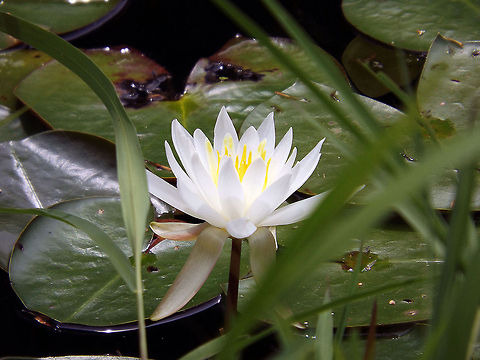Fragrant White Water Lily A single Fragrant White Water Lily that was located in a pond at the Jenkins Arboretum & Gardens in Devon, Pa.. This pond actually was loaded with these beautiful specimins. Flower,Lily,Nymphaea odorata