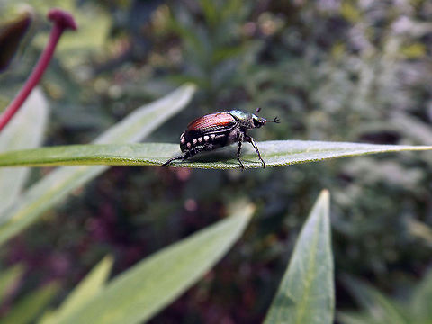 Beetle Bailey Macro of a beetle taking a stroll down the leaf of a plant. This was taken at the Jenkins Arboretum & Gardens, located in Devon, Pa. Japanese Beetle,Popillia japonica,macro,nature