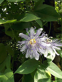 Purple Passion 2 Two Purple Passionflowers which was taken at the Jenkins Arboretum & Gardens located in Devon, PA. Closeup,Flowers,Passiflora incarnata,Purple Passionflower,Wildflowers,macro,nature