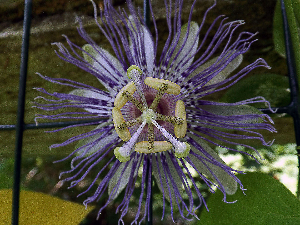 Purple Passion A macro of a Purple Passionflower which was taken at the Jenkins Arboretum &amp; Gardens in Devon, PA. Macro,Purple Passionflower,flower
