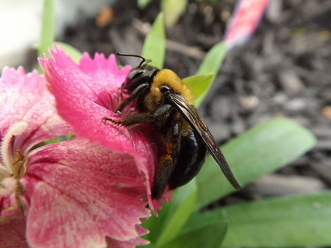 Bee-utiful Macro of a bumble bee pollinating a flower in my flower bed. Stockertown, Pa. bumble bee,flower,macro,pollinator