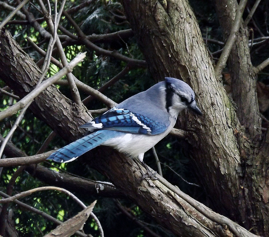 Blue Jay on Branch Blue Jay waiting for another species of bird to leave as so he can feed. This was taken alongside my driveway where we normally put out wild bird feed to attract the many area species in Stockertown, PA. Blue jay,Cyanocitta cristata,bird