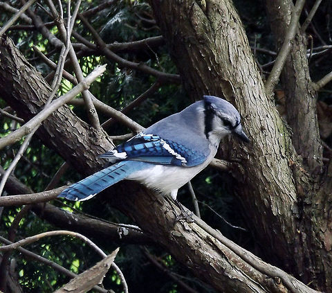 Blue Jay on Branch Blue Jay waiting for another species of bird to leave as so he can feed. This was taken alongside my driveway where we normally put out wild bird feed to attract the many area species in Stockertown, PA. Blue jay,Cyanocitta cristata,bird