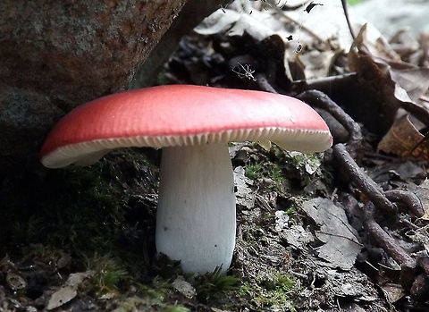 Hidden Mushroom Not sure of this type of mushroom. Was walking a trail in the Bushkill Falls in Bushkill, Pa., when this single mushrooms bright red top caught my eye. Bushkill Falls is what Pennsylvania calls this wonderful park of 8 amazing waterfall displays, "The Niagara of Pennsylvania". Russula emetica,Vomiting Russula,macro,mushroom
