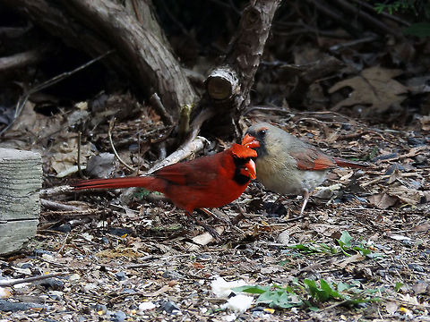 Dinner Date A pair of Northern Cardinals, male and female, alongside my driveway where we normally put out wild bird feed. Stockertown, PA. Birds,Cardinalis cardinalis,Northern Cardinal