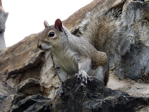 Squirrely Common grey squirrel which was perched atop a broken stone wall in Bethlehem, Pa. Closeup,Eastern gray squirrel,Sciurus carolinensis,Squirrel,nature