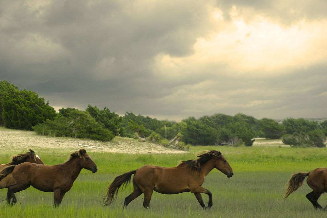 Ontherun Rachel Carson Reserve, Carrot Island, NC Equus ferus,Wild horse