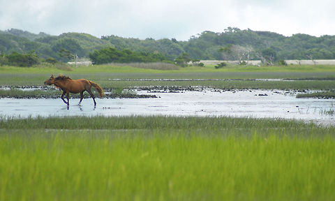 theshake Rachel Carson Reserve, Carrot Island, NC Equus ferus,Wild horse