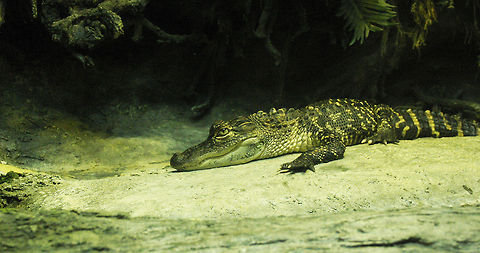 Grinning Gator This friendly guy can be found at the NC aquarium in Pine Knoll Shores, NC. Alligator mississippiensis,American Alligator