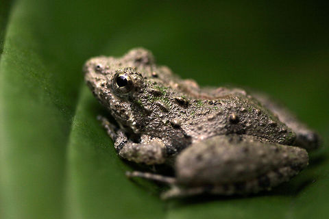 Northern Cricket Frog This little guy was hunting ants on a backyard hostas. Acris crepitans,Geotagged,Northern cricket frog,United States
