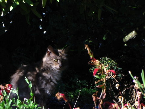 Lurking Cat Saw this cat while I was walking down the road -- hiding in some shrubbery. Adorable,Blue Cat,Cats,Lurking