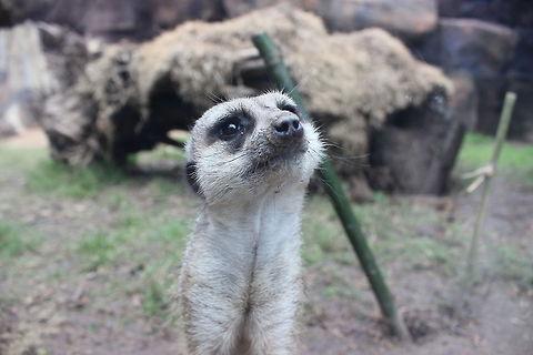 Meerkat closeup  Meerkat,Suricata suricatta
