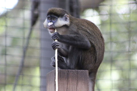 Red Tailed Guenon  Cercopithecus ascanius,Red-tailed monkey