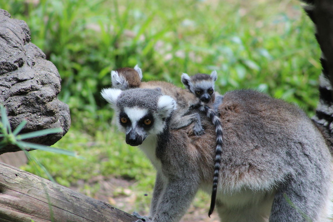 Baby Lemurs  Lemur catta,Ring-tailed lemur