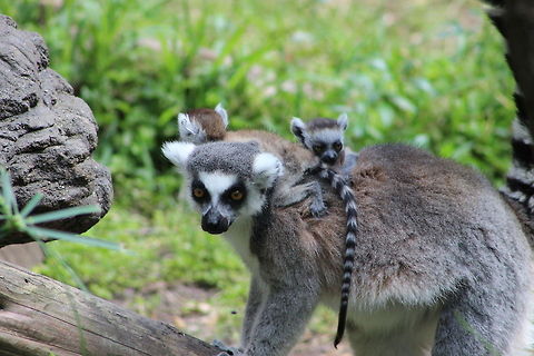 Baby Lemurs  Lemur catta,Ring-tailed lemur