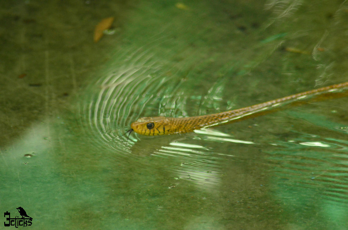 lateral water snake  Oriental ratsnake,Ptyas mucosa