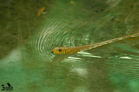 lateral water snake  Oriental ratsnake,Ptyas mucosa