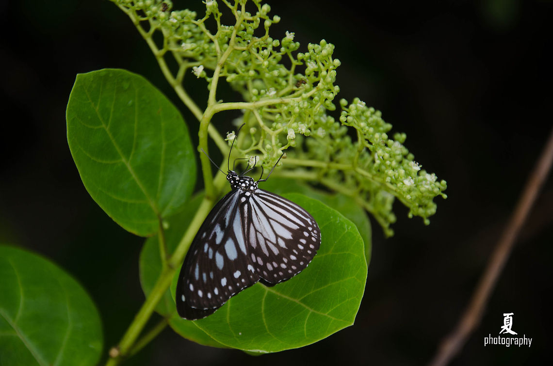 ANS_6834  Blue Glassy Tiger,Geotagged,Ideopsis vulgaris,Malaysia