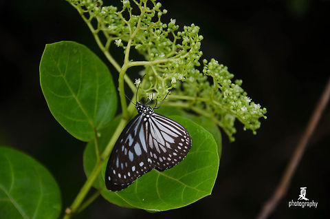 ANS_6834  Blue Glassy Tiger,Geotagged,Ideopsis vulgaris,Malaysia