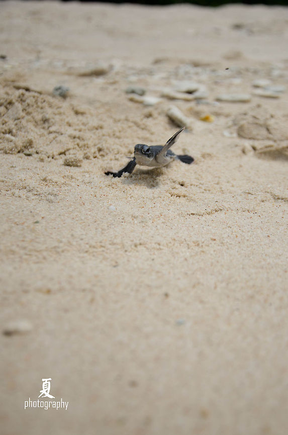 Flying green turtles!  Chelonia mydas,Green sea turtle