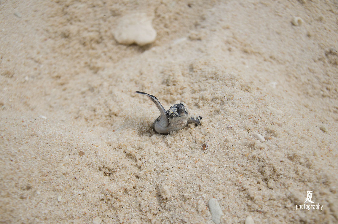 Green turtle climbing up  Chelonia mydas,Geotagged,Green sea turtle,Malaysia