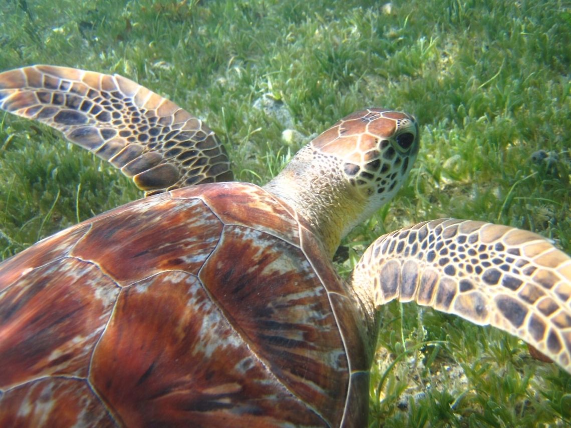 turtle i took this photo of a sea turtle in S Johns, USVI. i was literally 1 foot away from the turtle when i took it. Chelonia mydas,Green sea turtle