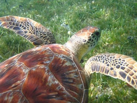 turtle i took this photo of a sea turtle in S Johns, USVI. i was literally 1 foot away from the turtle when i took it. Chelonia mydas,Green sea turtle