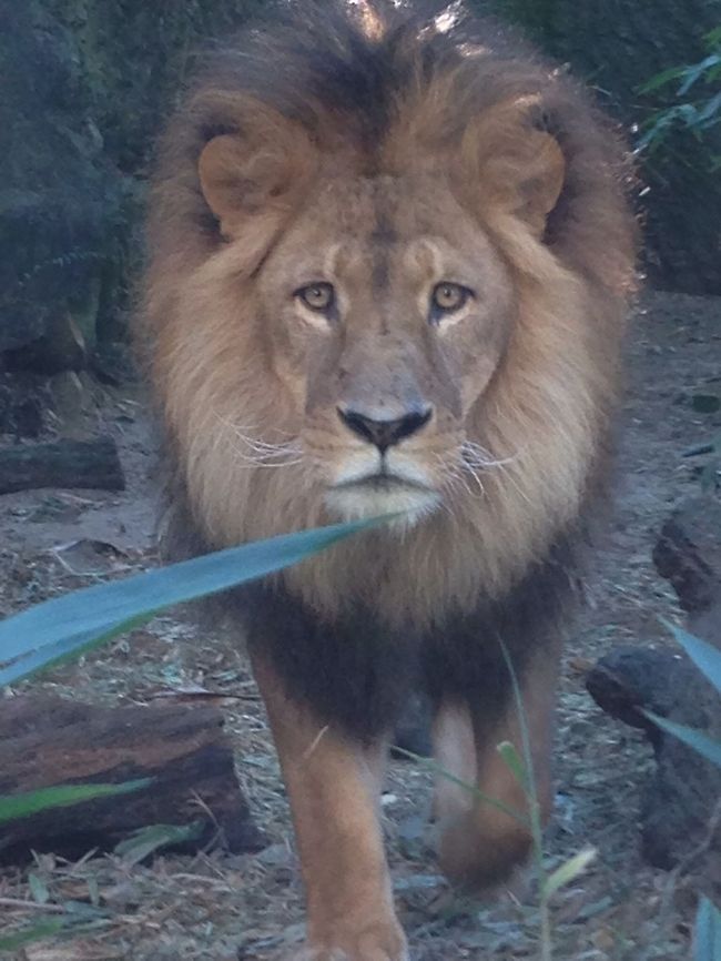 image  Lion,Panthera leo