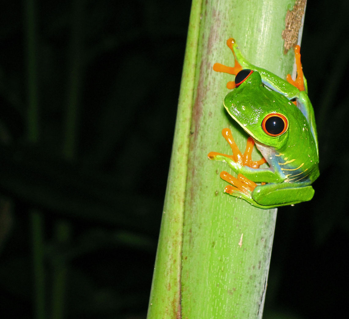Closeup of Red-eyed frog This picture was taken in Tortuguero ,  Costa Rica back in 2011.  Although I was unfortunate in not finding any turtles, I did find this little fellow.  Taking the picture was quite tricky because I had an underwater  "snap and shoot" camera, and the flash would have blinded the frog at how close I was standing, and would have made the foreground too bright.  Without the flash, it would have been too dark and grainy as the only light source was the moonlight.  To get this picture, I ended up covering the flash with my fingers in such a way that only a minimal amount of light would break through to highlight the Red-eyed frog perfectly :) Agalychnis callidryas,Red-eyed tree frog