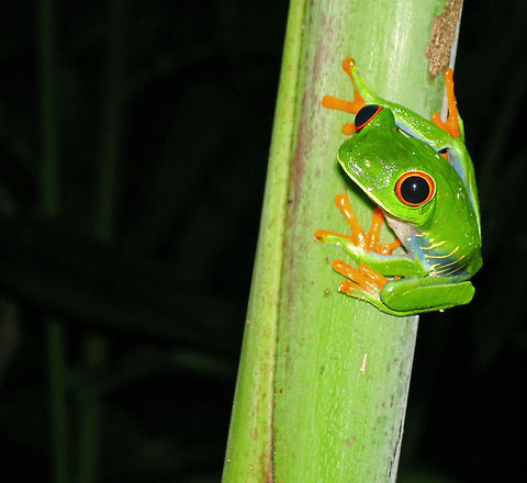 Closeup of Red-eyed frog This picture was taken in Tortuguero ,  Costa Rica back in 2011.  Although I was unfortunate in not finding any turtles, I did find this little fellow.  Taking the picture was quite tricky because I had an underwater  "snap and shoot" camera, and the flash would have blinded the frog at how close I was standing, and would have made the foreground too bright.  Without the flash, it would have been too dark and grainy as the only light source was the moonlight.  To get this picture, I ended up covering the flash with my fingers in such a way that only a minimal amount of light would break through to highlight the Red-eyed frog perfectly :) Agalychnis callidryas,Red-eyed tree frog