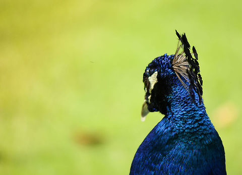 The Indian peafowl This peacock was found roaming around one of the parks near the resort I stayed at in Punta Cana, Dominican Republic.   I had to sneak around for a good half hour before I could get close enough to capture this photo.  I particularly found the feathers and overall colors quite beautiful under the sun beams, so I switched to my zoom lens to capture its details. Indian peafowl,Pavo cristatus