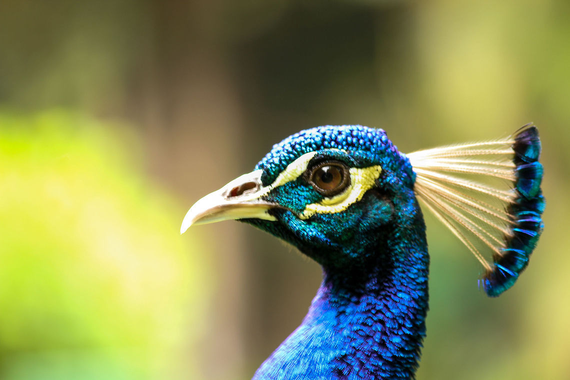 The Indian peafowl This peacock was found roaming around one of the parks near the resort I stayed at in Punta Cana, Dominican Republic. I had to sneak around for a good half hour before I could get close enough to capture this photo. I particularly found the feathers and overall colors quite beautiful under the sun beams, so I switched to my zoom lens to capture its details. Indian peafowl,Pavo cristatus