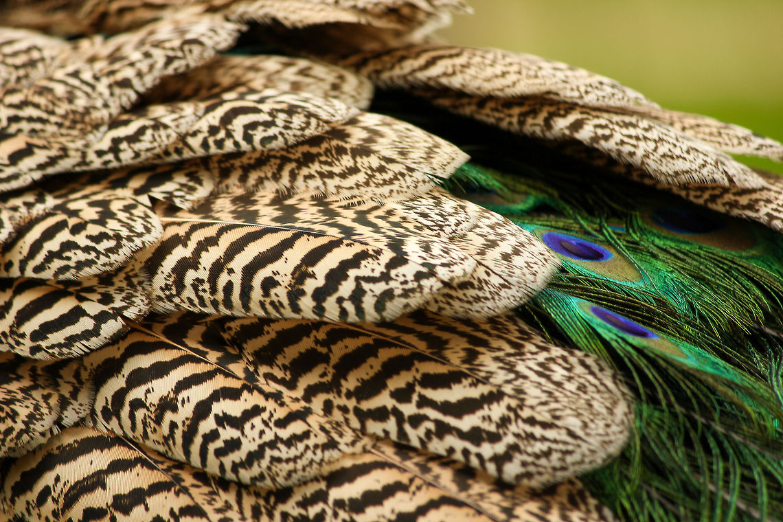 The Indian peafowl This peacock was found roaming around one of the parks near the resort I stayed at in Punta Cana, Dominican Republic. I had to sneak around for a good half hour before I could get close enough to capture this photo. I particularly found the feathers and the tail quite beautiful under the sun beams, so I switched to my zoom lens to capture its details. Indian peafowl,Pavo cristatus