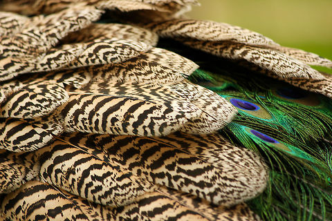 The Indian peafowl This peacock was found roaming around one of the parks near the resort I stayed at in Punta Cana, Dominican Republic.   I had to sneak around for a good half hour before I could get close enough to capture this photo.  I particularly found the feathers and the tail quite beautiful under the sun beams, so I switched to my zoom lens to capture its details. Indian peafowl,Pavo cristatus
