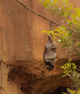 The Grey-headed flying fox This picture was taken in Queensland, Australia.  One of our tour guides stopped and pointed up and there was a tree full of these (I believe called fox bats?).  These bats were all asleep, wrapped tightly with their wings like a comfortable blanket.  I was quite impressed with how big they are! Grey-headed flying fox,Pteropus poliocephalus