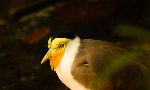 Masked Lapwing I found this beautiful bird by chance in Tasmania, Australia after I heard what sounded to me like a mix between a bird and a frog's call mixed together.  I also saw some foliage moving.  I quickly grabbed my zoom lenses and caught this beautiful photo of this bird that I have never seen before! Masked Lapwing,Vanellus miles,Vanellus miles miles