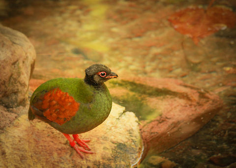 Crested Partridge This little bird was seen at the zoo in Orlando Florida. Crested Partridge,Rollulus rouloul
