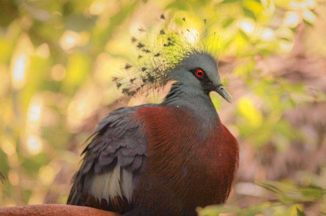 Crowned pigeon I found this bird after hearing a whooping like whistle while I was in New Guinea.  I grabbed my Canon Rebel and zoom lens (55-250) and kept following my ear until I found the little fellow seen above.   Goura victoria,Victoria Crowned Pigeon