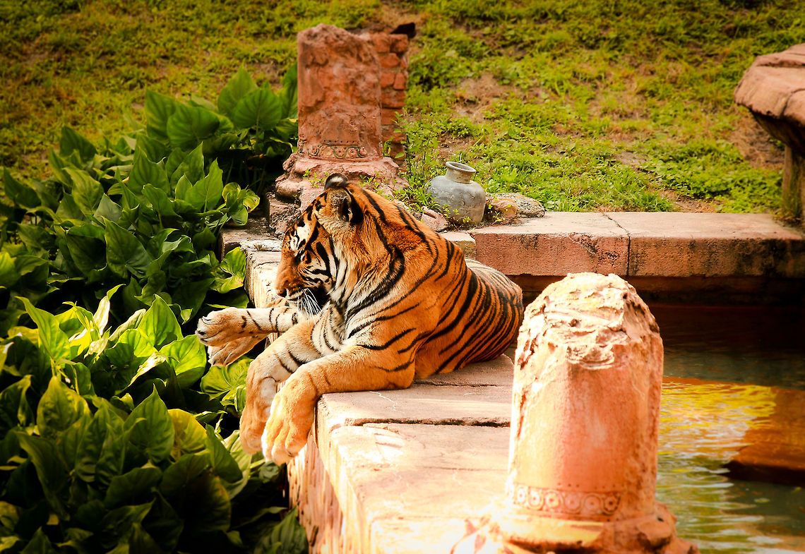 Tiger This picture was taken at a local zoo in Orlando Florida in 2013. Panthera tigris,Tiger