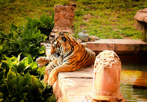 Tiger This picture was taken at a local zoo in Orlando Florida in 2013. Panthera tigris,Tiger