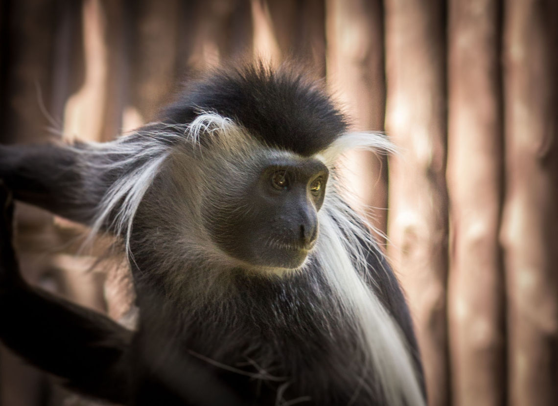 IMG_7957  Angola colobus,Colobus angolensis