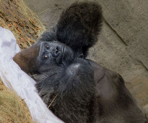 IMG_7991  Gorilla gorilla gorilla,Western lowland gorilla
