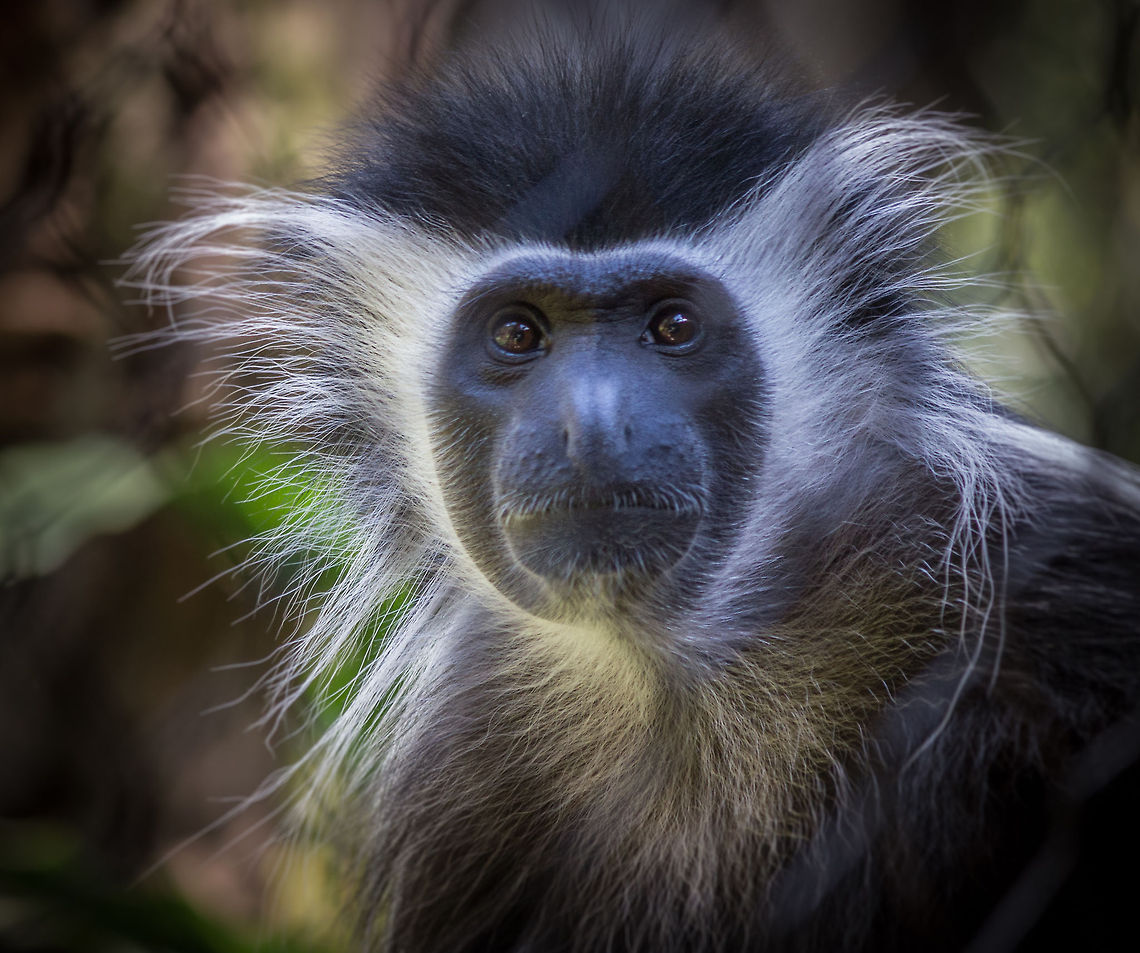 Angola colobus  Angola colobus,Colobus angolensis