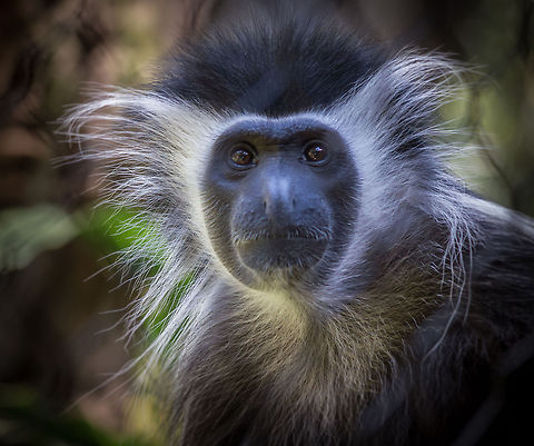 Angola colobus  Angola colobus,Colobus angolensis