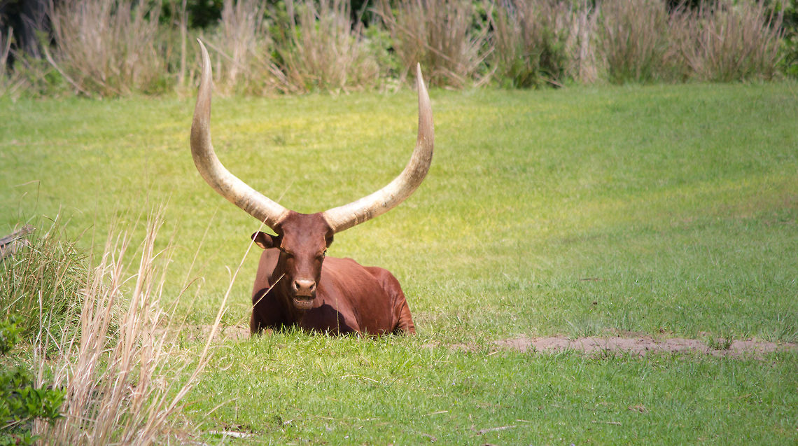 IMG_7934  Bos primigenius taurus,Cattle