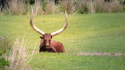 IMG_7934  Bos primigenius taurus,Cattle