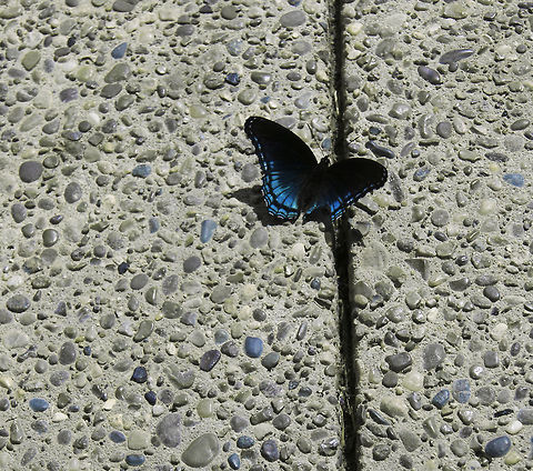 bluefly SONY DSC Limenitis arthemis,White Admiral or Red-spotted Purple