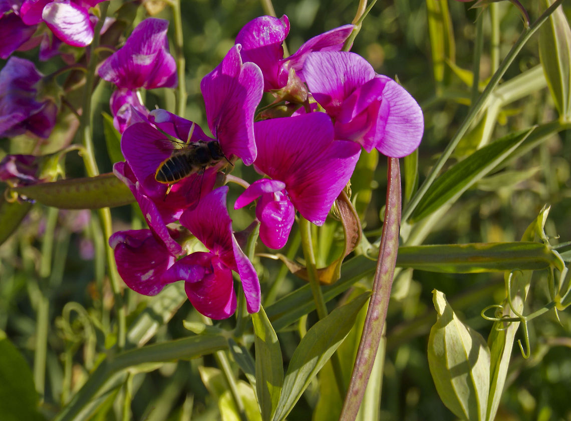bee SONY DSC Apis mellifera,Western honey bee